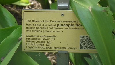 Eucomis autumnalis, photographed by Shaun Swanepoel