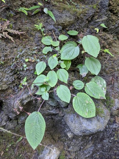 Bredia dulanica, photographed by Cheng-Te Hsu