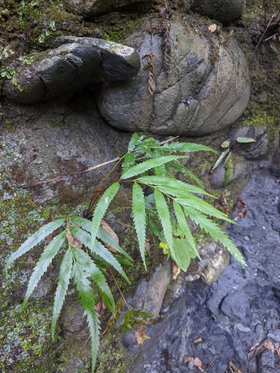 Plenasium banksiifolium, photographed by Cheng-Te Hsu