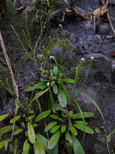Trigonotis formosana, photographed by Cheng-Te Hsu