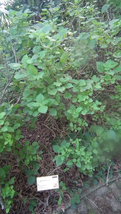 Ocimum labiatum, photographed by Shaun Swanepoel