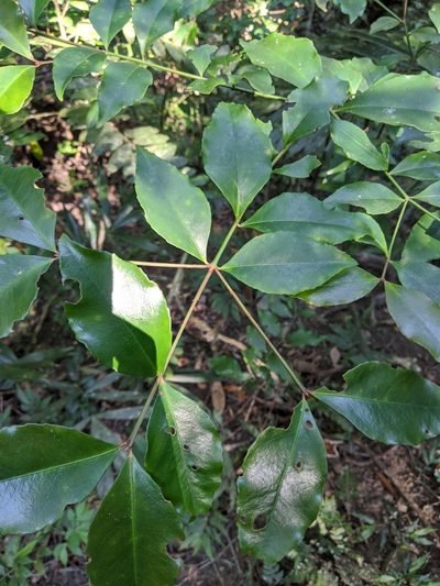 Euonymus laxiflorus, photographed by Cheng-Te Hsu