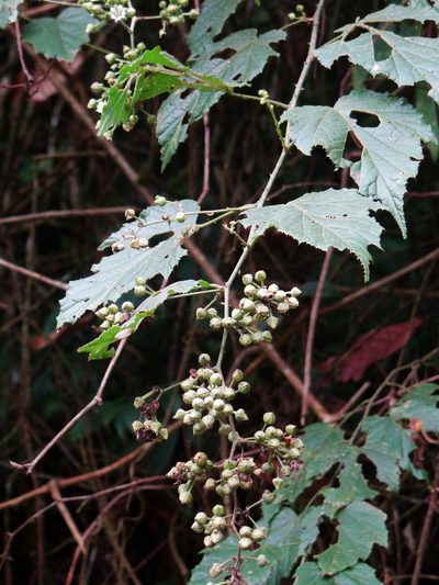 Rubus lambertianus, photographed by 呂一起(Lyu yi-chi)