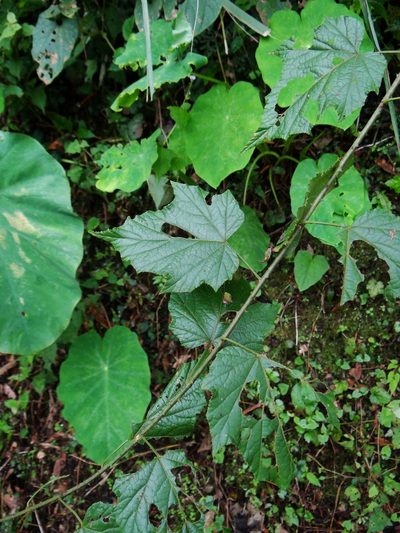 Rubus lambertianus, photographed by 呂一起(Lyu yi-chi)