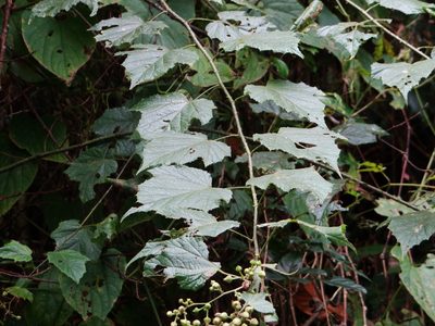 Rubus lambertianus, photographed by 呂一起(Lyu yi-chi)