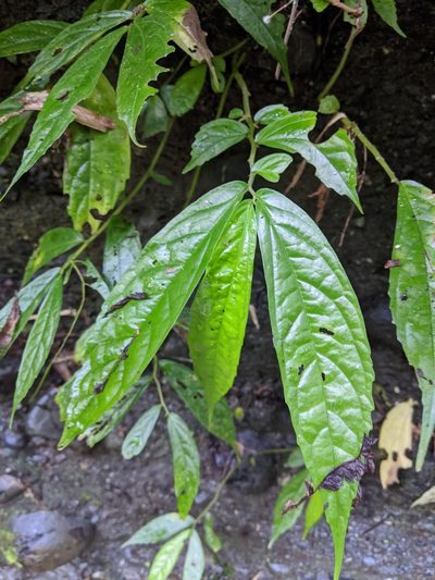 Elatostema hirtellipedunculatum, photographed by Cheng-Te Hsu