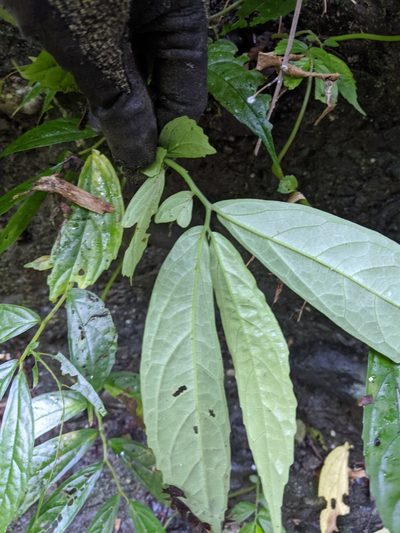 Elatostema hirtellipedunculatum, photographed by Cheng-Te Hsu