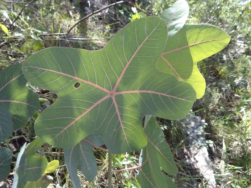 Manihot peltata, photographed by Leonardo Bergamini