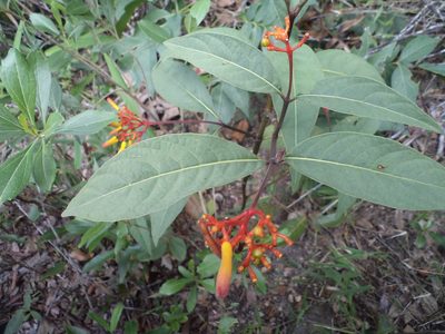 Palicourea marcgravii, photographed by Leonardo Bergamini