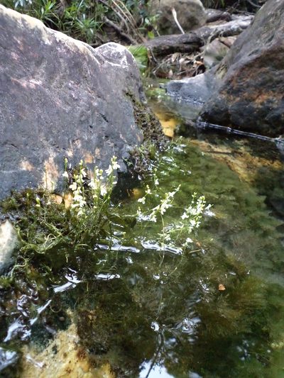 Utricularia neottioides, photographed by Leonardo Bergamini