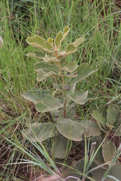 Diospyros galpinii, photographed by Tony Rebelo