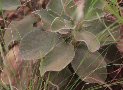 Diospyros galpinii, photographed by Tony Rebelo