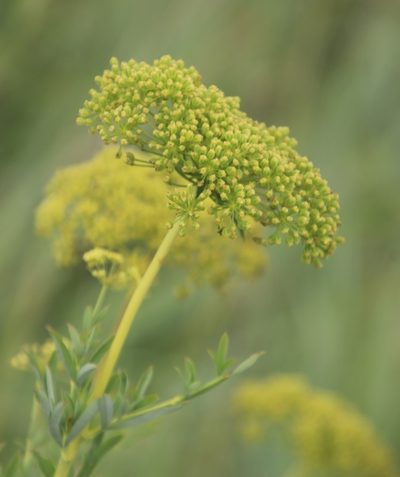 Heteromorpha involucrata, photographed by Tony Rebelo