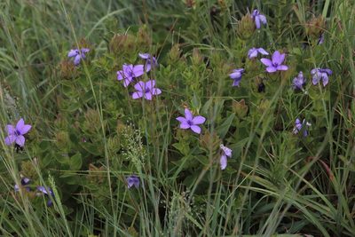 Barleria ovata, photographed by Tony Rebelo