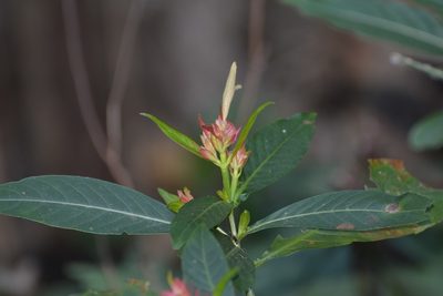 Justicia mirandae, photographed by Neptalí Ramírez Marcial