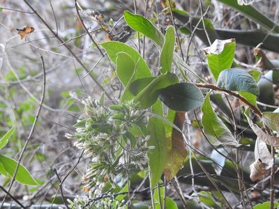 Trixis anomala, photographed by Neptalí Ramírez Marcial
