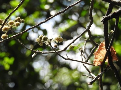 Robinsonella brevituba, photographed by Neptalí Ramírez Marcial
