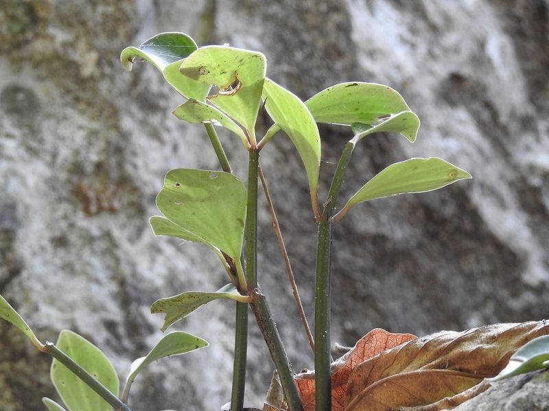 Peperomia angustata, photographed by Neptalí Ramírez Marcial
