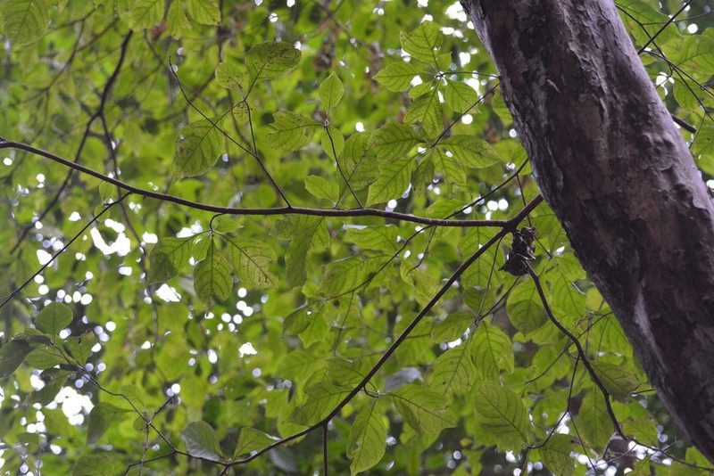 Calycophyllum candidissimum, photographed by Neptalí Ramírez Marcial