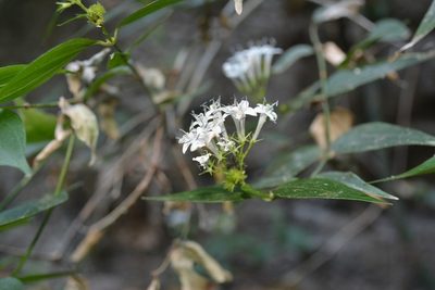 Bouvardia quinquenervata, photographed by Neptalí Ramírez Marcial