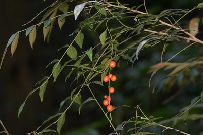 Picramnia antidesma, photographed by Neptalí Ramírez Marcial