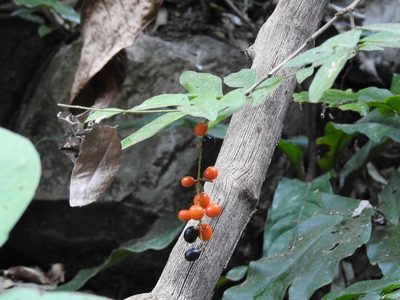 Picramnia antidesma, photographed by Neptalí Ramírez Marcial