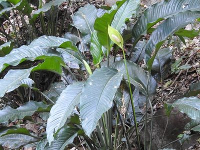 Spathiphyllum cochlearispathum, photographed by Neptalí Ramírez Marcial