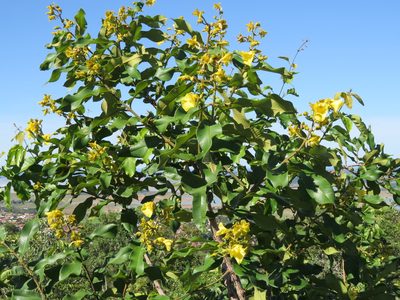 Qualea grandiflora, photographed by Leonardo Bergamini
