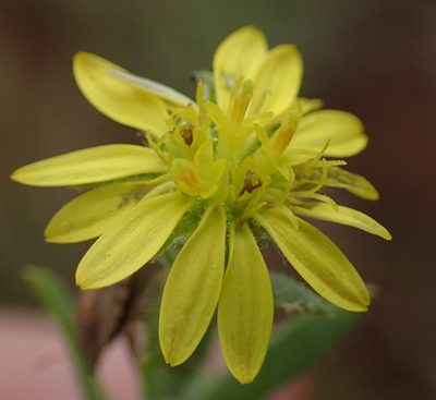 Osteospermum muricatum, photographed by Nicola van Berkel