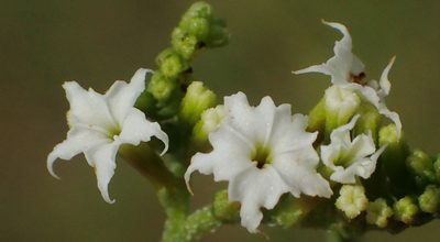 Heliotropium ciliatum, photographed by Nicola van Berkel