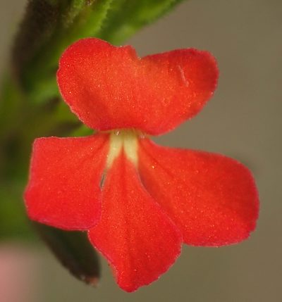 Striga elegans, photographed by Nicola van Berkel