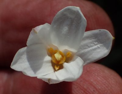 Xerophyta adendorffii, photographed by Nicola van Berkel