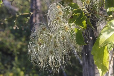 Clematis dioica, photographed by Juan Cruzado Cortés