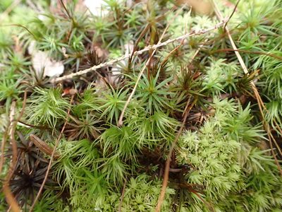 Polytrichum ohioense, photographed by John Abrams