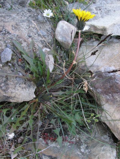 Taraxacum holmenianum, photographed by Peter L Achuff