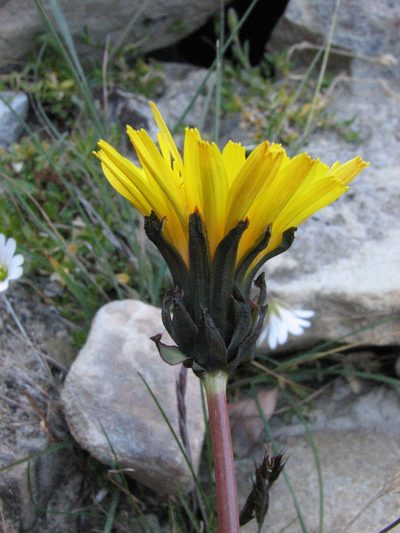 Taraxacum holmenianum, photographed by Peter L Achuff