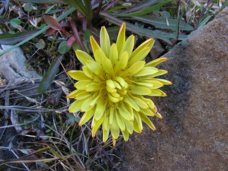 Taraxacum holmenianum, photographed by Peter L Achuff