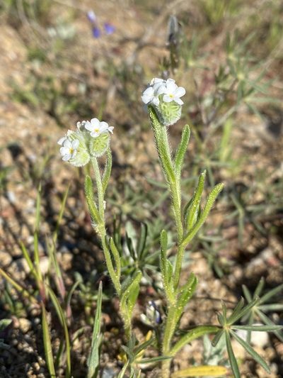Cryptantha crinita, photographed by Matt Berger