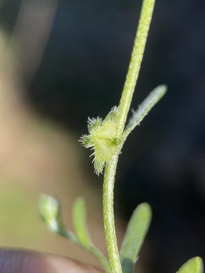 Pectocarya pusilla, photographed by Matt Berger