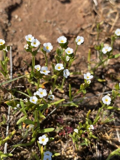 Plagiobothrys austiniae, photographed by Matt Berger