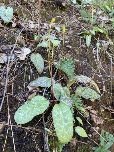 Erythronium shastense, photographed by Matt Berger