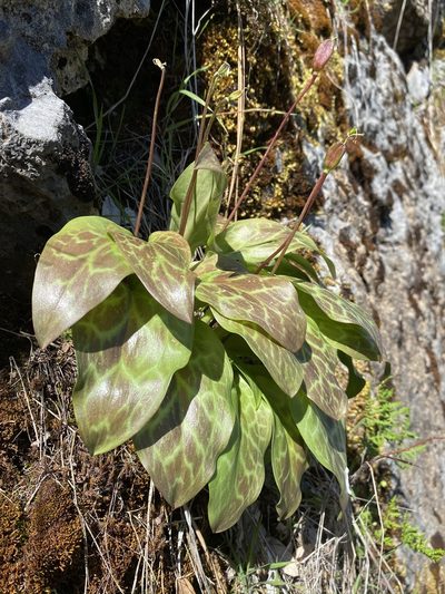 Erythronium shastense, photographed by Matt Berger