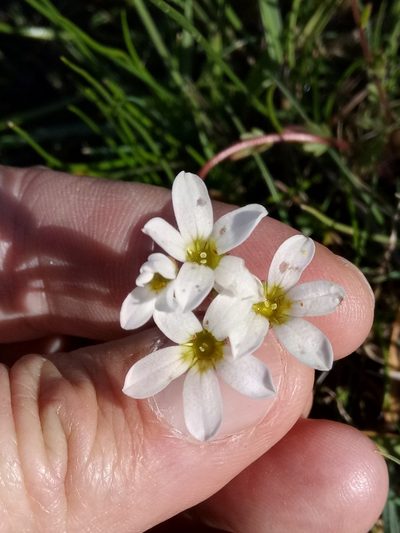 Saxifraga carpetana, photographed by Karim Haddad