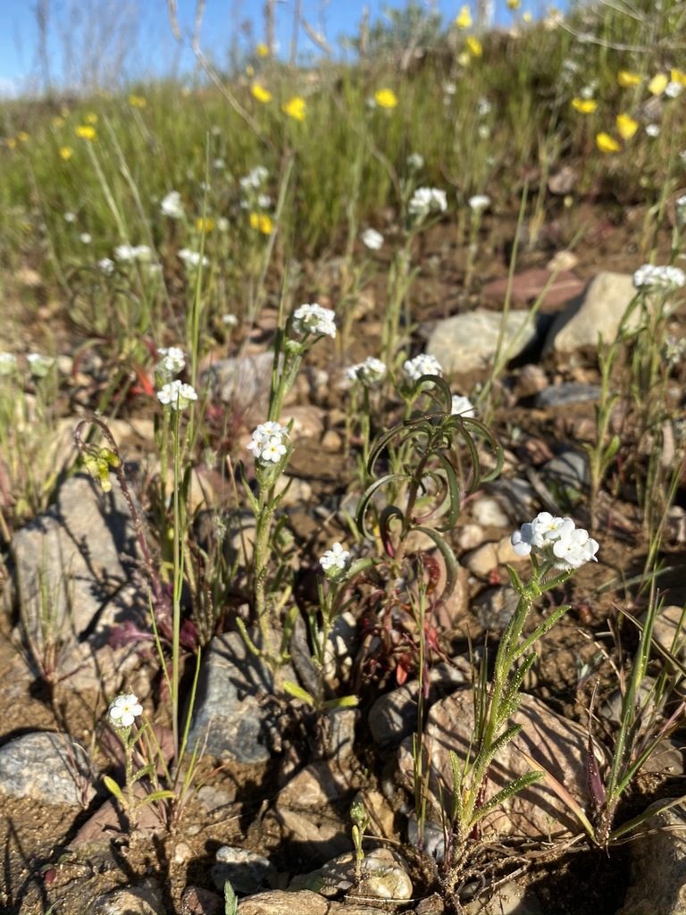 Cryptantha crinita, photographed by Matt Berger