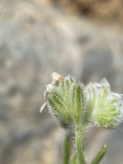 Cryptantha crinita, photographed by Matt Berger