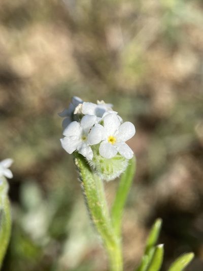 Cryptantha crinita, photographed by Matt Berger