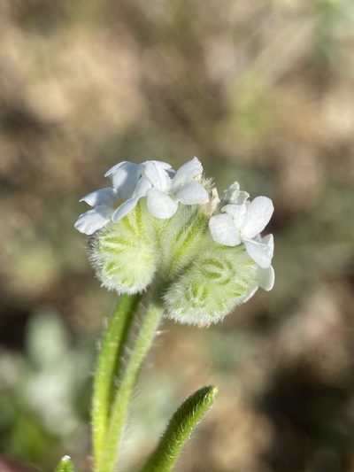 Cryptantha crinita, photographed by Matt Berger