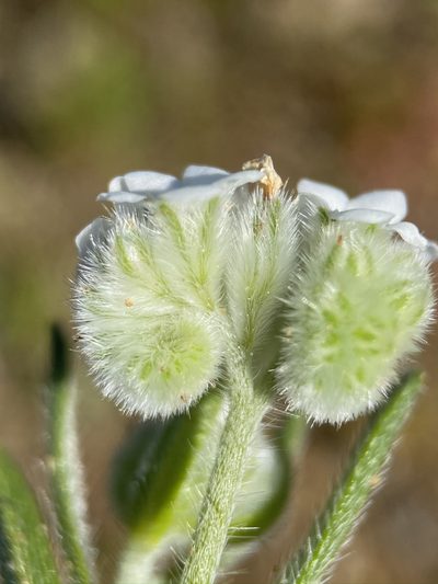 Cryptantha crinita, photographed by Matt Berger