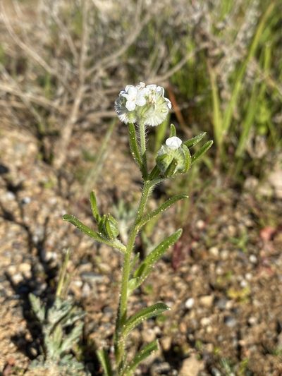 Cryptantha crinita, photographed by Matt Berger