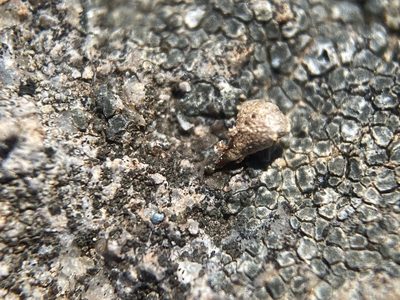Plagiobothrys austiniae, photographed by Matt Berger